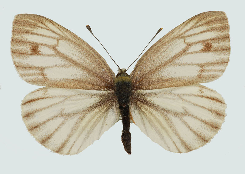 Pieris bryoniae, Weibchen, NÖ, Mödling, © Foto M.Lödl