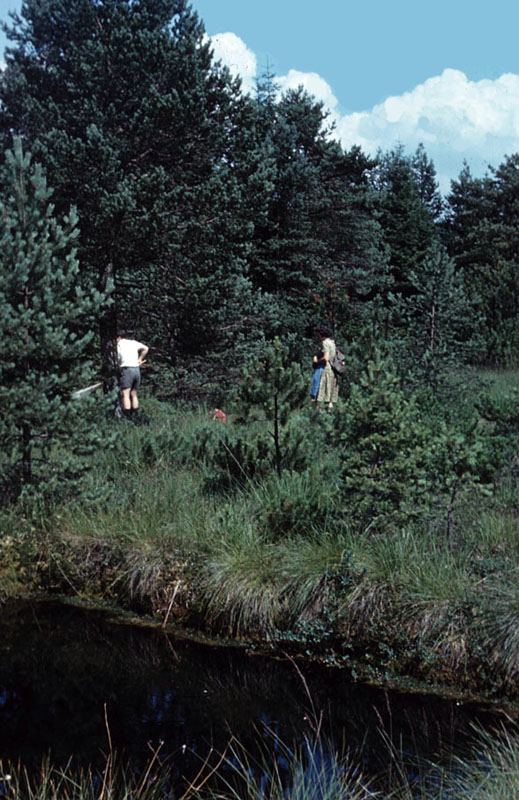 Flugplatz v. Colias palaeno, Alt Meloner Moor, NÖ, August 1973, © Foto M. Lödl
