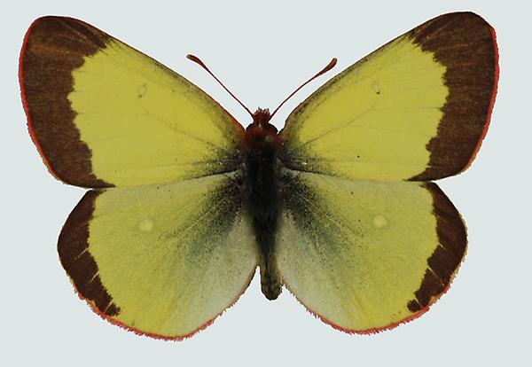 Colias palaeno europome, Männchen, Ötztaler Alpen, © Foto M. Lödl