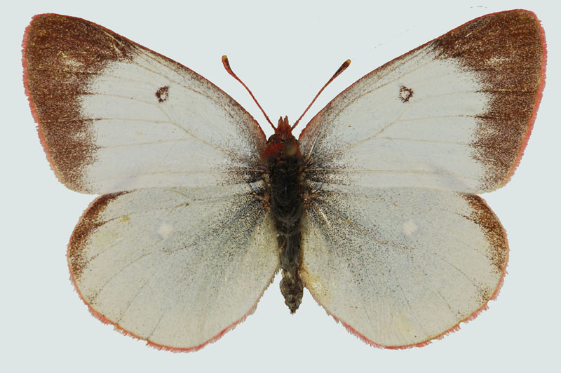 Colias palaeno europome, Weibchen, Ötztaler Alpen, © Foto M. Lödl