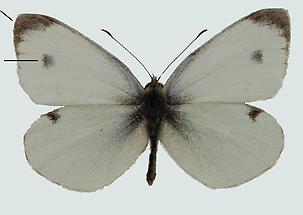 Karstweißling (Pieris mannii)