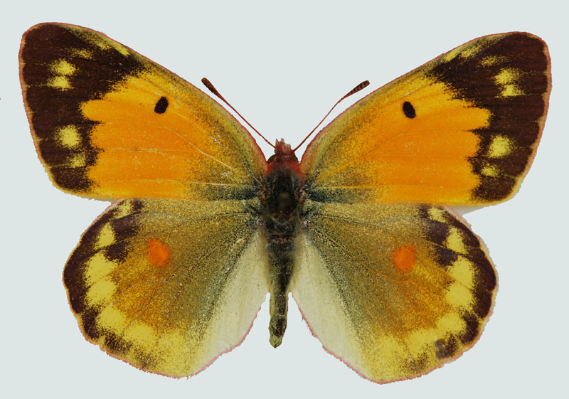 Colias myrmidone, Weibchen, Rohrwald, NÖ, © Foto M. Lödl