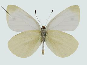 Pieris ergane 