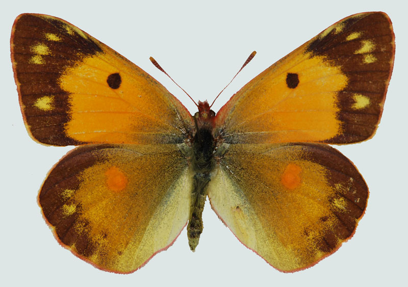 Colias crocea, Weibchen, Bludenz, Vorarlberg, © Foto M. Lödl