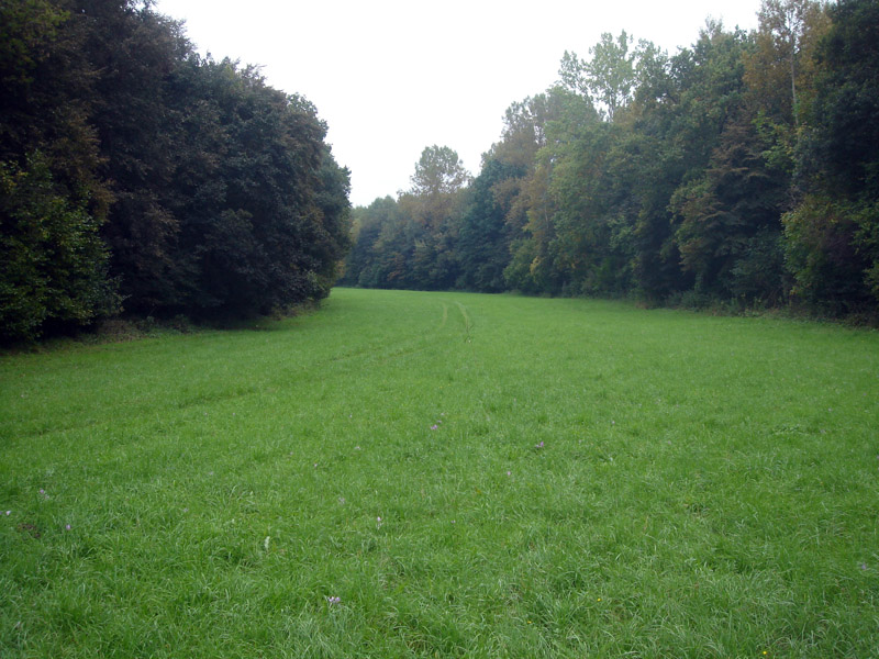 Flugplatz v. Leptidea sinapis im Rohrwald bei Oberrohrbach, NÖ, © Foto M. Lödl