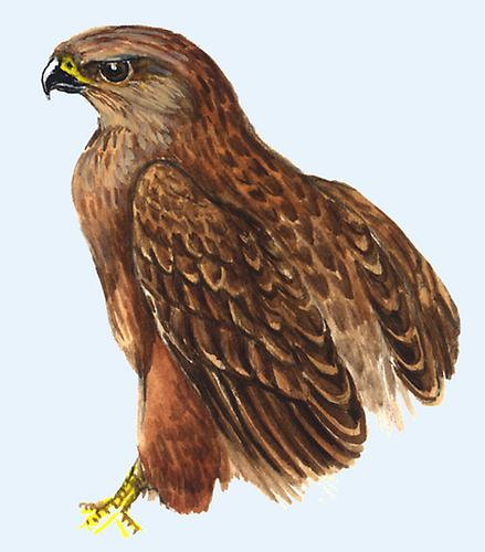 Adlerbussard