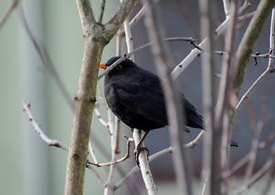 Amsel (m)