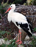 Weißstorch (Ciconia ciconia)., Foto: André Karwath. Aus: Wikicommons unter CC 