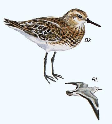 Sanderling