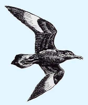 Skua