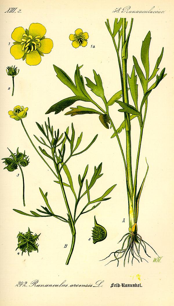 Bild '87_Ranunculus arvensis_tafel_085'