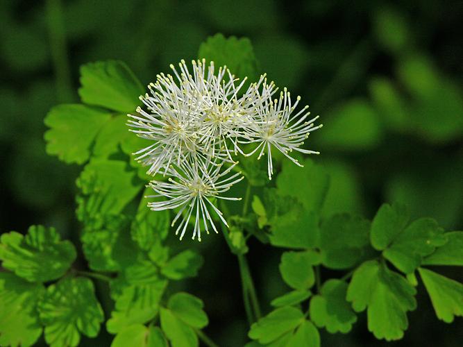 Akeleiblättrige Wiesenraute