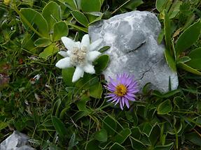 Alpen-Aster mit Edelweiß