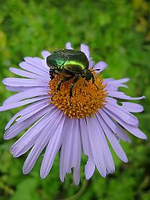 Alpen-Aster mit Käfer