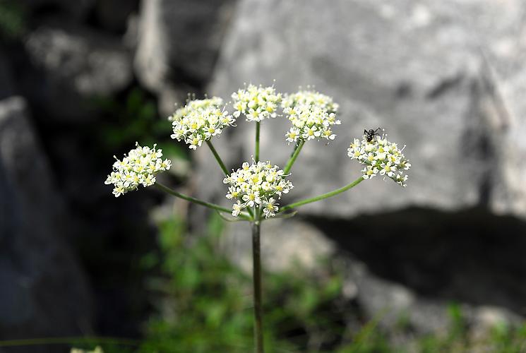 Alpen-Augenwurz