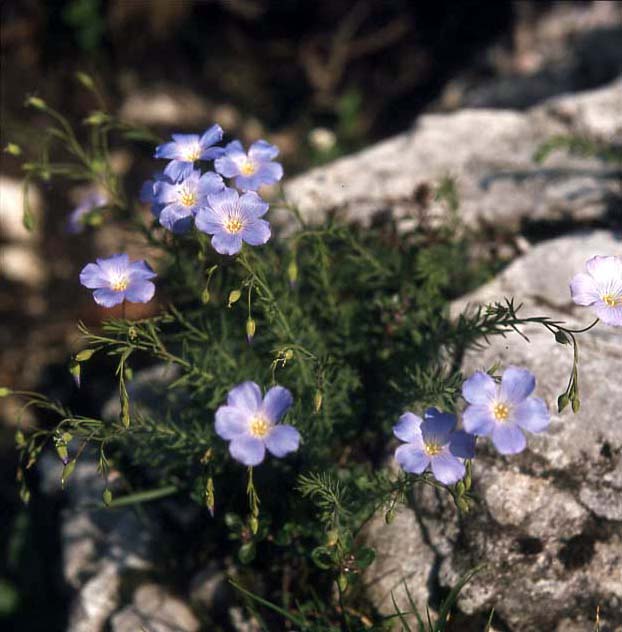 Alpen-Lein