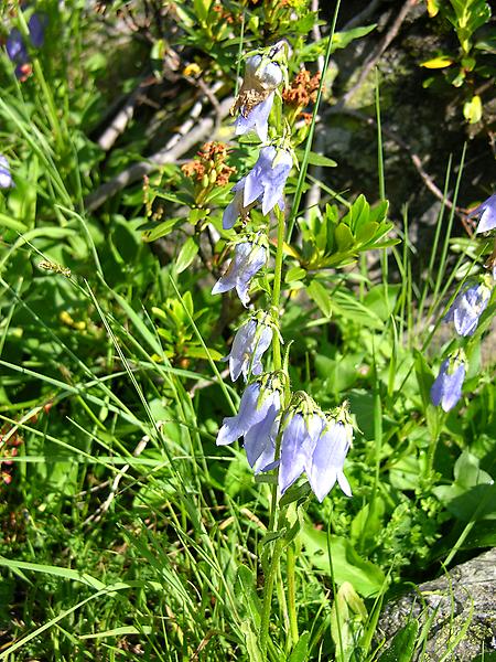 Bärtige Glockenblume