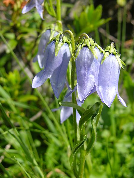 Bärtige Glockenblume