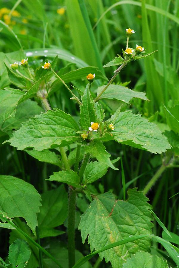 Behaartes Knopfkraut