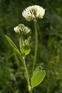 Blüte Detail