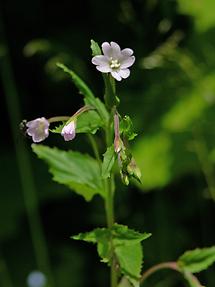 Blüte