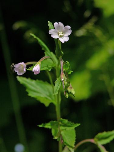 Blüte Berg Weidenröschen Flora Natur im Austria Forum