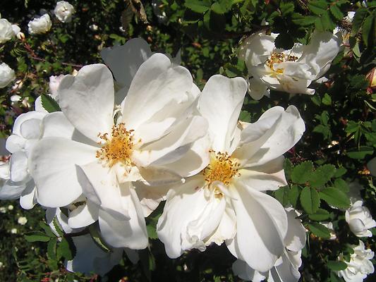 Rosa pimpinellifolia alba