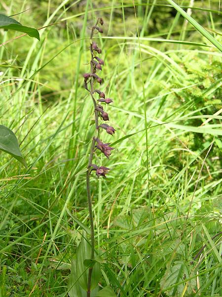 Braunrote Stendelwurz