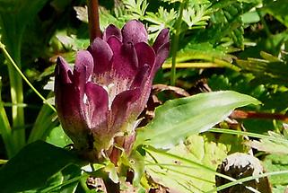 Blüte Detail