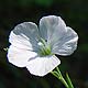 Bild 'Linum-perenne'