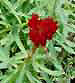 Bild 'Rhodiola-rosea'