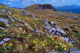 Wiese am Hochschwab