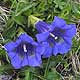 Bild 'Gentiana_acaulis_Silikat_Glocken_Enzian_Koch_Enzian'