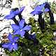 Bild 'Gentiana_orbicularis_Rundblatt_Enzian'