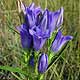 Bild 'Gentiana_pneumonanthe_Lungen_Enzian'