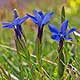 Bild 'Gentiana_pumila_Niedrig_Enzian_Zwerg_Enzian'