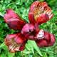 Bild 'Gentiana_purpurea_Purpur_Enzian'