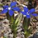 Bild 'Gentiana_utriculosa_Schlauch_Enzian'