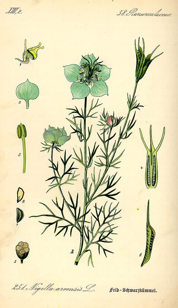 Bild '94_Nigella arvensis_tafel_094'