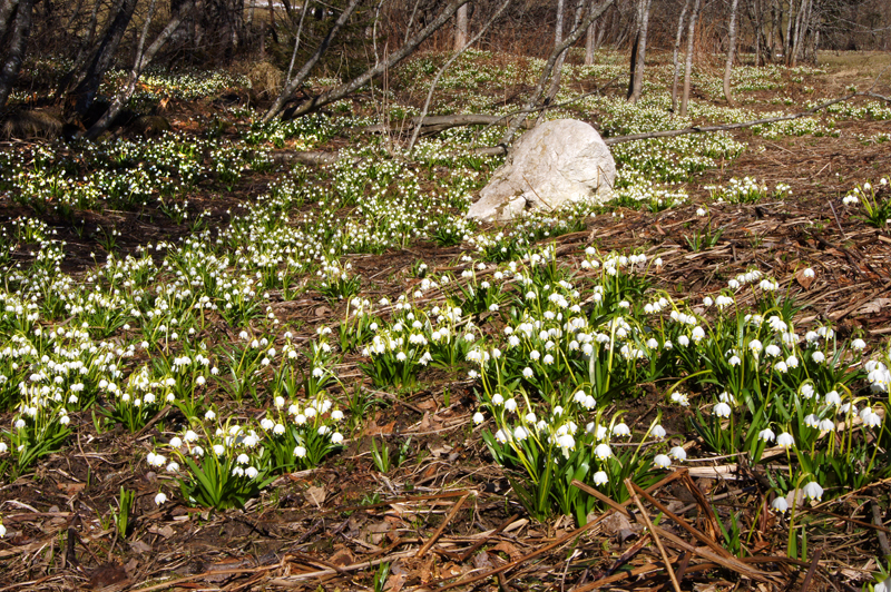 Frühlingsknotenblumen, © Foto Fritz Bayerl