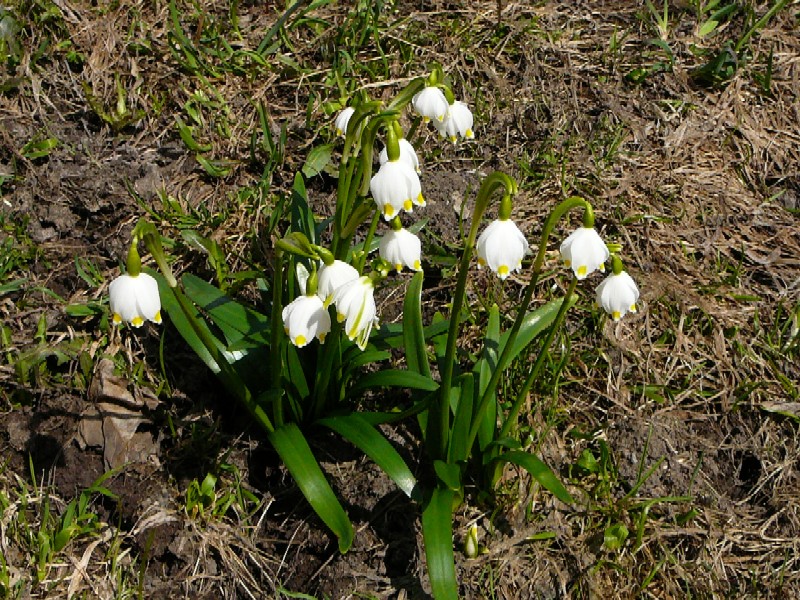 Frühlingsknotenblume