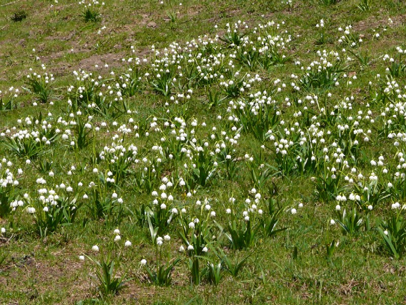 Frühlingsknotenblumenwiese