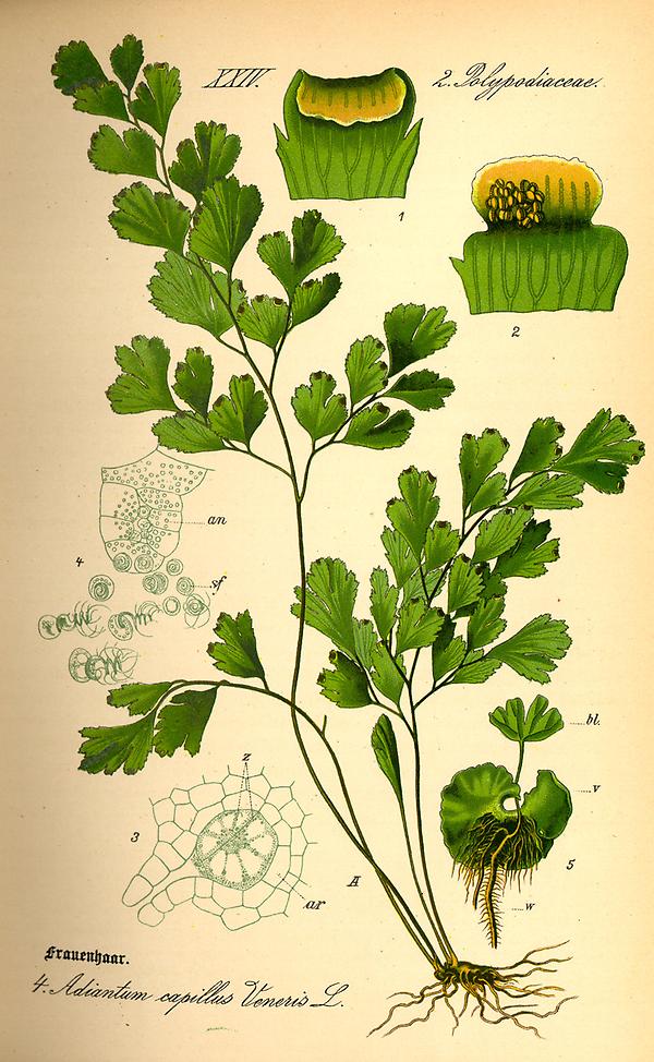 tafel_005_Adianthum capillus veneris.jpg