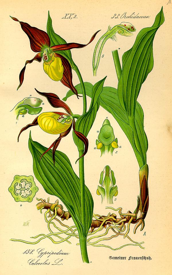 tafel_160_cypripedium calceolus.jpg