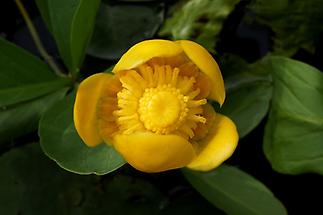 Gelbe Teichrose, Blüte