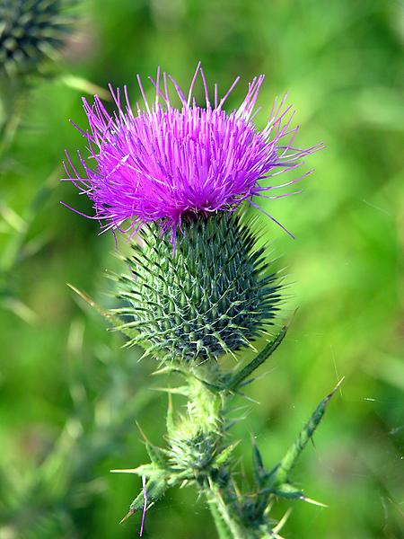 Gemeine Kratzdistel