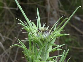 vor der Blüte