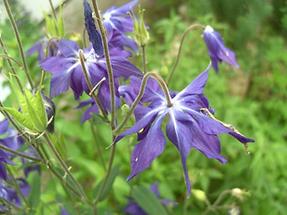 Blüten von oben