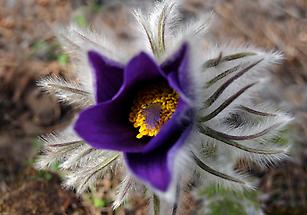 Blüte von oben