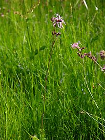 Kuckucksnelke in der Wiese